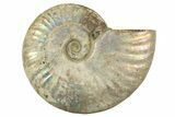 Silver Iridescent Ammonite (Cleoniceras) Fossil - Madagascar #323464-1